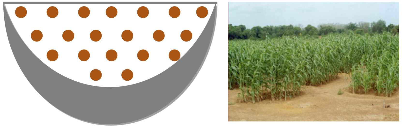 Plan de l’emplacement des poquets (à gauche), et Demi-lune agricole cultivée en sorgho (droite) (Illustration Sani M. A. G).png