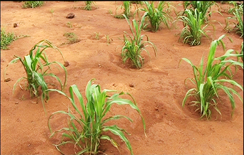Mil cultuvé dans du Zai agricole dans la région de Tillabéri.png