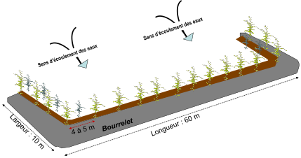 Schéma d’une banquette forestière et zone de plantation de parts et d’autres de la tranchée (Illustration Dr Sani M.A.G.).png