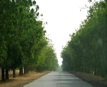 Plantation d’alignement de Neem, Tessaoua-Maradi (Photo IciNiger.com).jpg