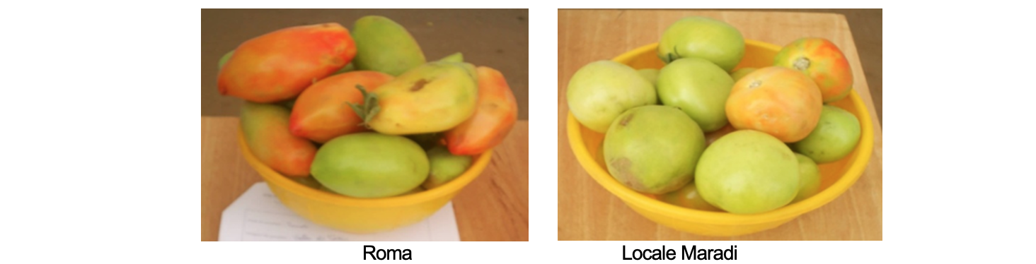 Fruits de quelques variétés cultivées au Niger  - Roma à gauche, et Locale Maradi à droite (PromAP:GIZ, 2019).png