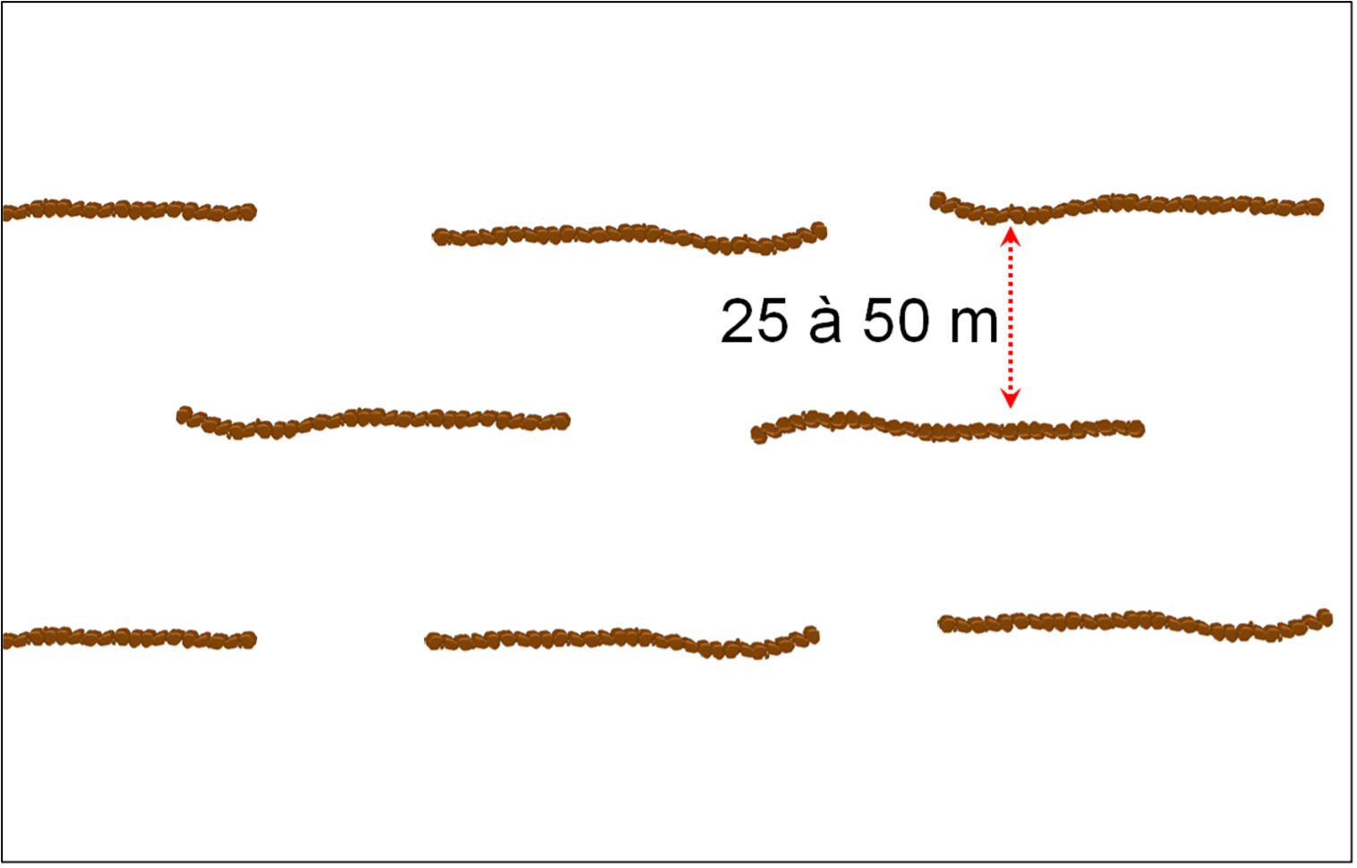 Illustration de la disposition en quinconce des lignes de cordons pierreux (Dr Sani M. A).png