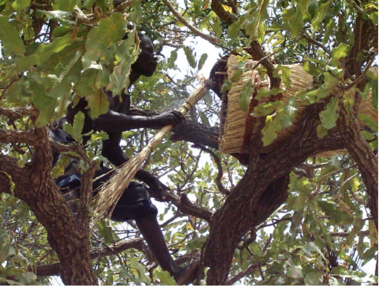 Apiculteur au travail sur un arbre à Tanda (Gaya) (Photo - M. Porporato 2008).jpg