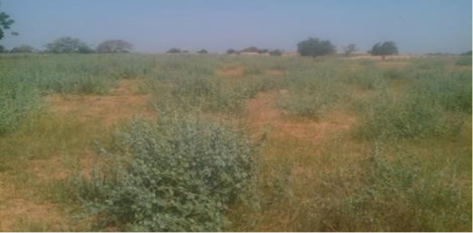 Zone infestée de Pergularia tomentosa à Bouti, Commune de Goudoumaria.jpg