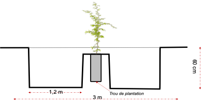 Illustration d’une coupe longitudinale et transversale d’une tranchée de reboisement (Dr Sani MAG).png