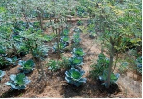 Culture de Moringa associée aux choux à Dosso (Photo Amani A.).jpg