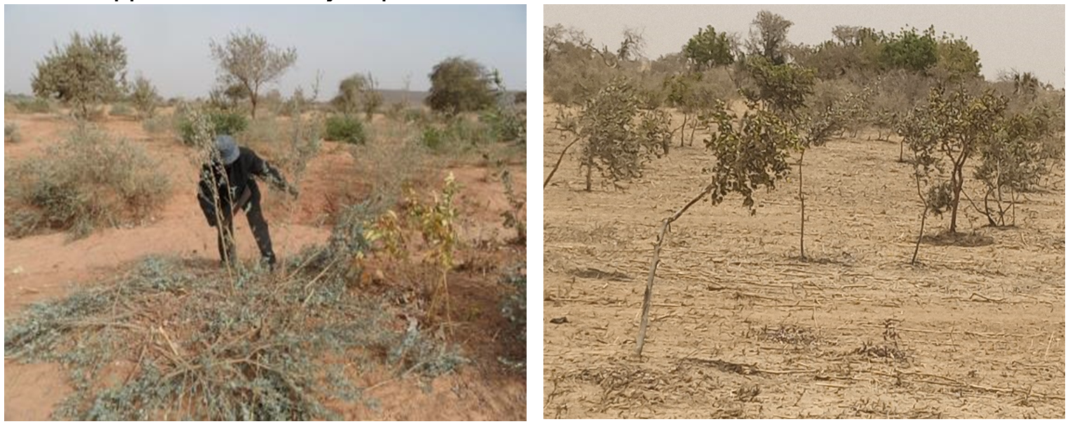 Image d’un producteur défrichant son champ (gauche) et d’un terrain défriché (droite) dans le terroir de Sabon Machi (Amani A).png