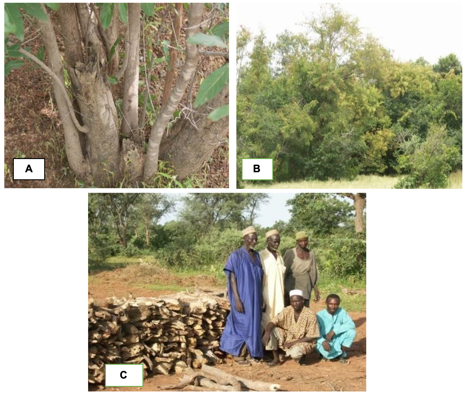 Photos illustrant le fonctionnement du marché rural de bois (PREDAS 2005).png