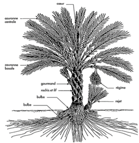 Le palmier-dattier (G Peyron, 1994).png