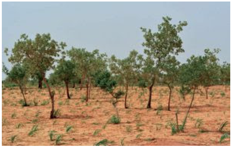 Semis de mil dans un champ défriché (photo, Sani M.A.G).png