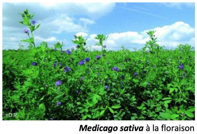 Medicago sativa à la floraison.png