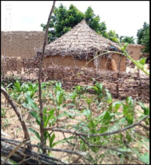 Jardin de case en saison sèche.png