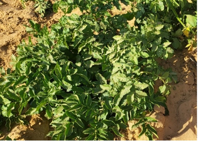 Plants de pomme de terre (Site agropastoral Agadez, 2022).jpg