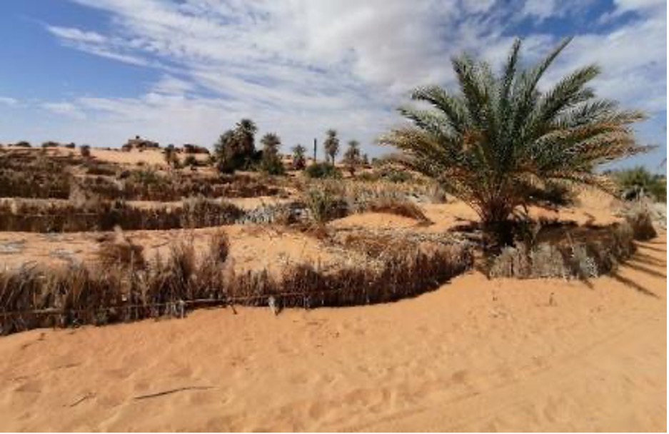 Ensablement et fixation de dune aux abords de l’oasis de Djado (Tidjani A D).jpg