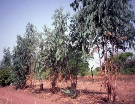 Plantation d’alignement d’Eucalyptus camaldulensis (Amani A.).jpg