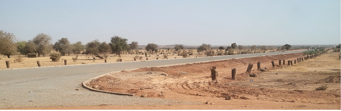 Plantation d’alignement de part et d’autre nouvellement réalisée sur route bitumée - Région de Tahoua (Photo - Dr Sani).jpg