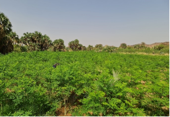 Culture pure de Moringa oleifera dans la vallée de Gofat – Agadez (Photo Dr Sani Mamadou).jpg