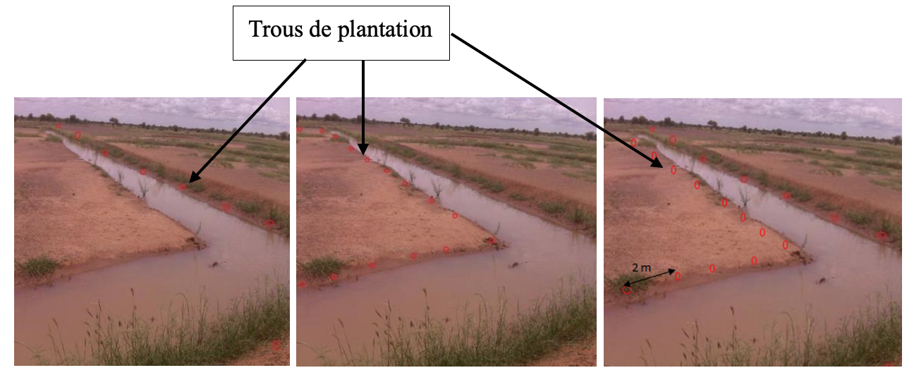 Différents emplacements de lignes de plantation (Photo Ambouta JMK).png