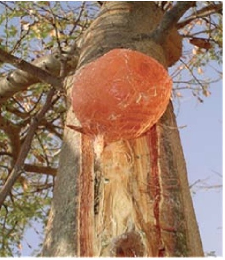 Exsudat de gomme arabique sur le tronc d’un pied de Acacia senegal (Aafi, 2010).jpg