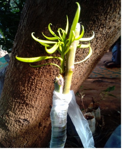 Plant de manguier greffé (Ousman A, 2021).jpg