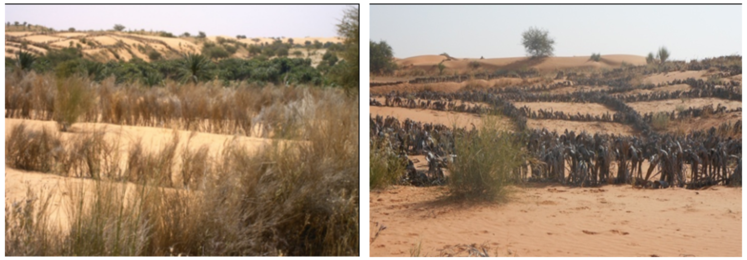 Images d’une fixation mécanique de dune dans le département de Goudoumaria (GDT Zinder:PNUD).png