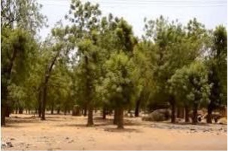 Plantation en bloc d’Azadirachta indica dans la ceinture de Niamey.jpg