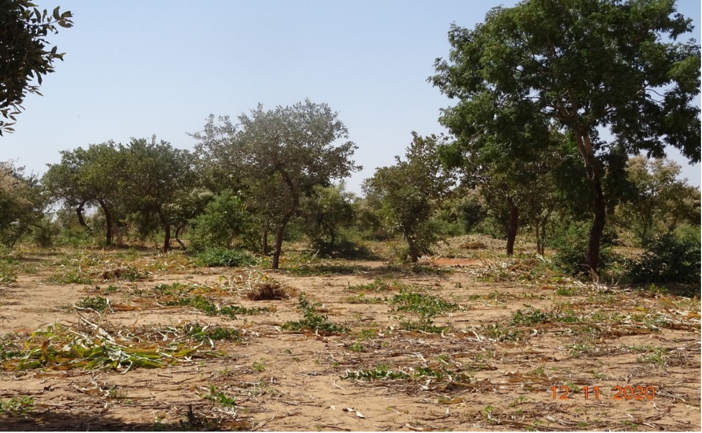 Champ sous régénération naturelle assistée dans le village de Dan Saga, Aguié-Maradi  (Photo -Amadou Sabra).jpg