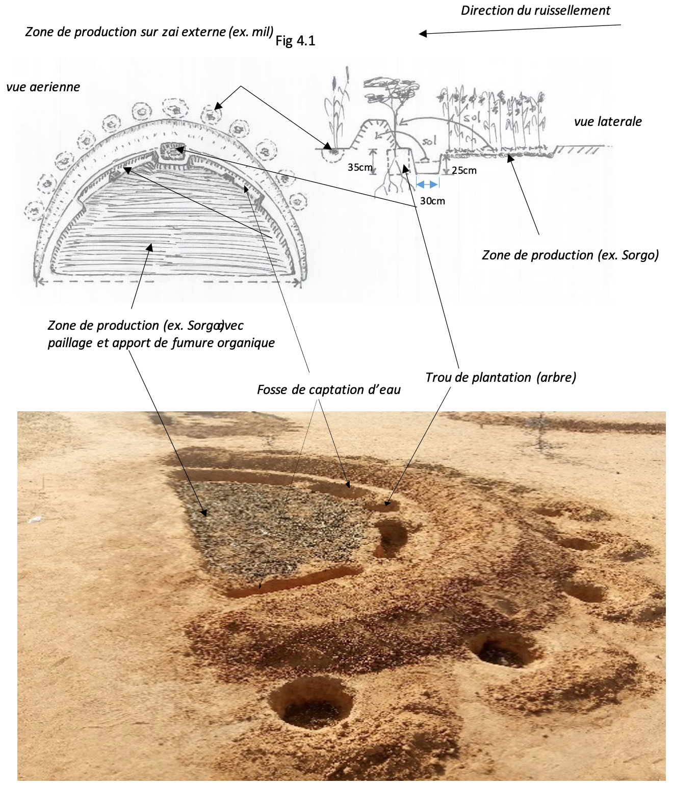 Illustrations en plan et en coupes d’une demi-lune multifonctionnelle agrosylvopastorale (photo PAM).png