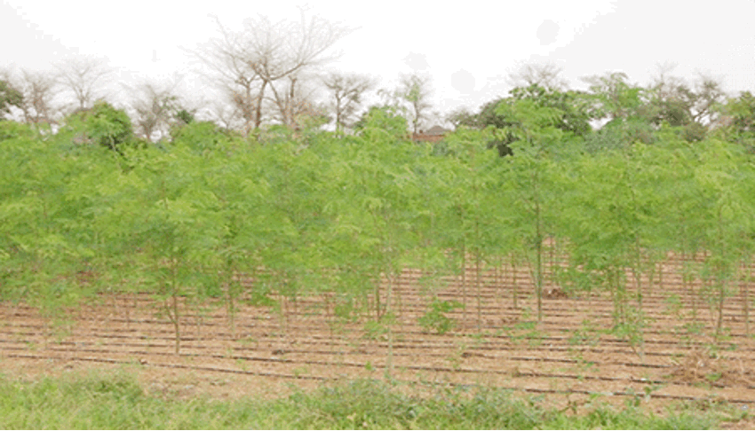 Production du Moringa dans la ferme intégrée de Gaya Gandou – Région de zinder  (Source - Le Sahel).gif