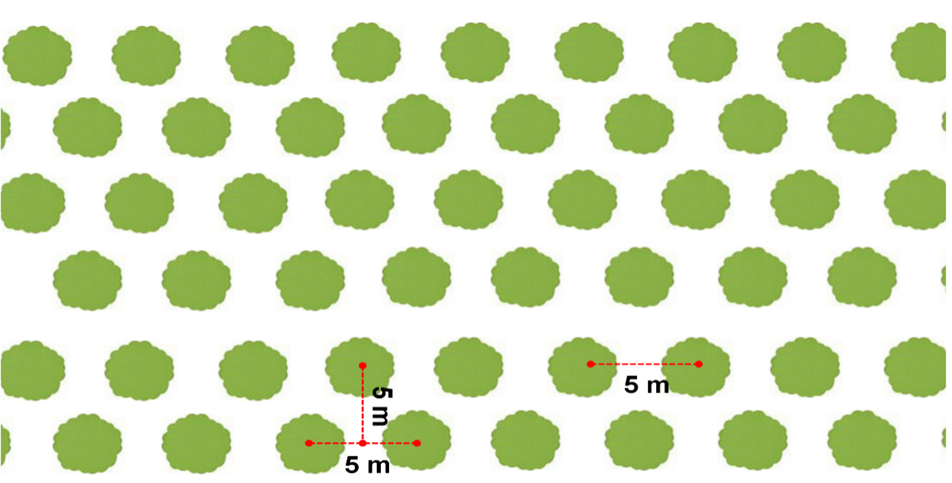 Illustration de la disposition des plants (Dr Sani Mamadou A.G.).png