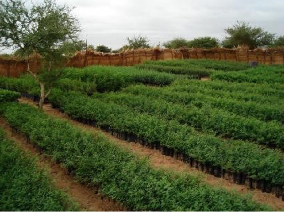 Planches de plants élevés dans une pépinière à Keita (Tahoua) (photo Amani A.jpg