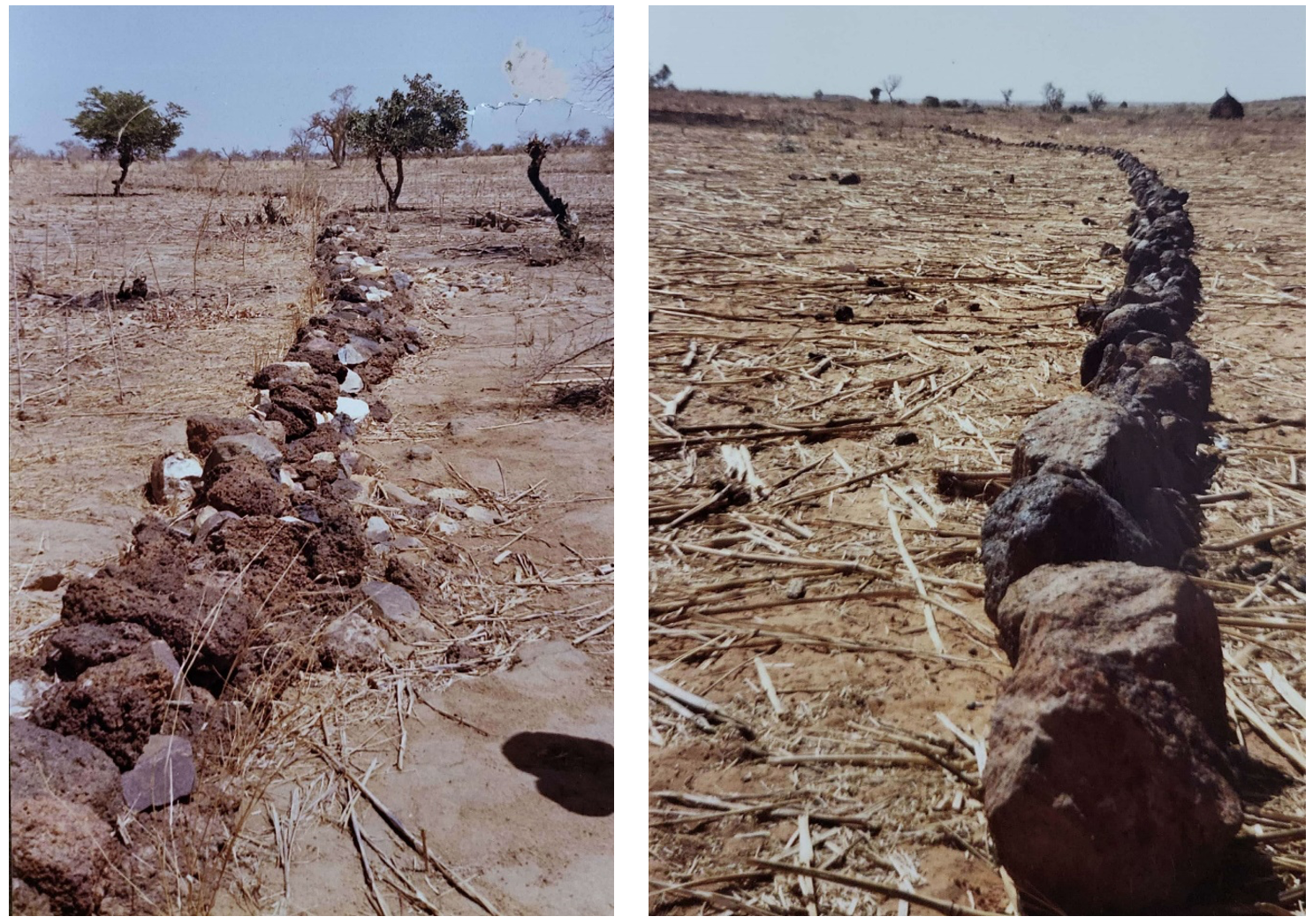 Lignes de cordon de pierres dans les champs agricoles (Photo Dr Sani MG).png