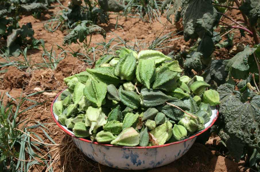 Récolte de gombo produit en culture de case à Toudouni -Tahoua (Photo : LUCOP-GIZ)