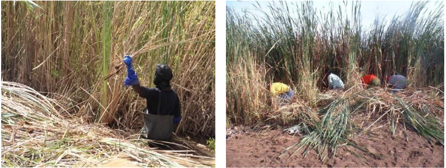 Activités de faucardage de la mare de Tindini/Zinder individuellement (à gauche) et communautaire (à droite) (Photos A. Boureima)