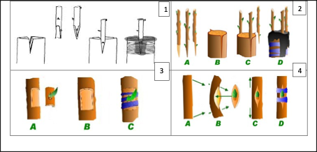 Différents types (1, 2, 3 et 4) de greffage (INRAN:PROMOVARE, 2017).png