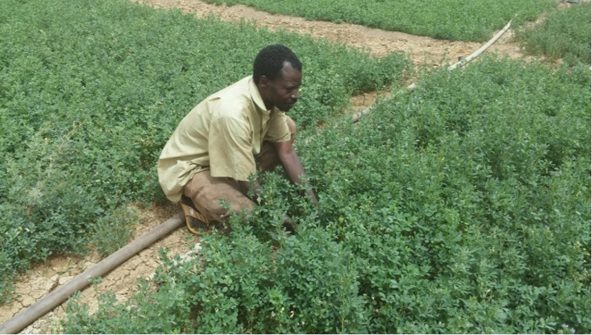 Innovateur agricole dans l’entretien de sa parcelle de Luzerne à Edouk, Tahoua