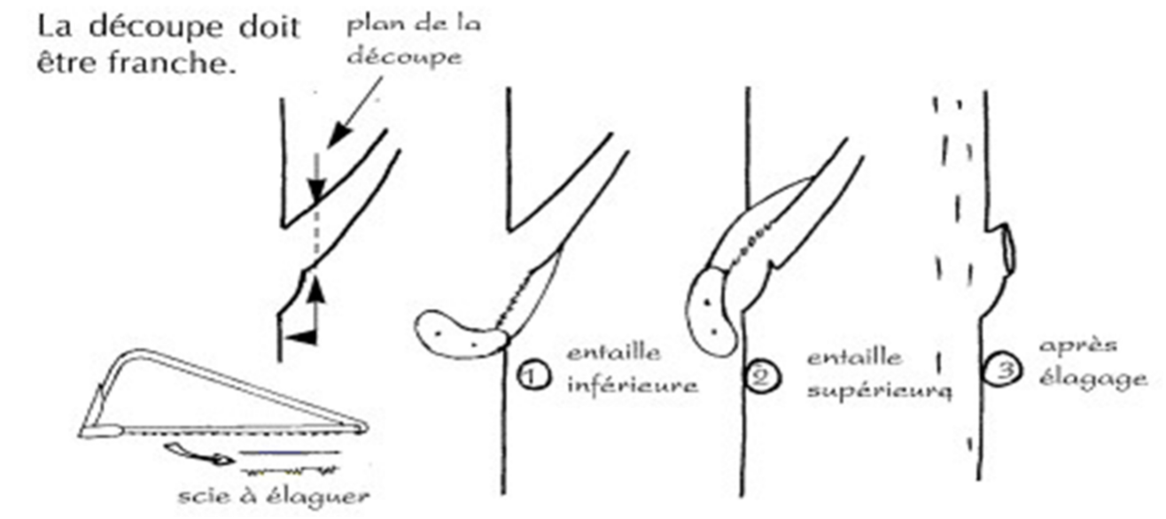 Etapes de la réalisation de la coupe lors de l’élagage (Besse F., 1990).png