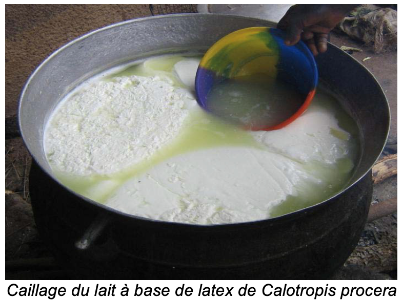 Caillage du lait à base de latex de Calotropis procera
