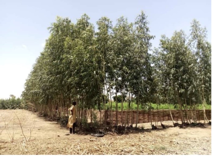 Haie vive à base d’Eucalyptus – RECA Niger.jpg