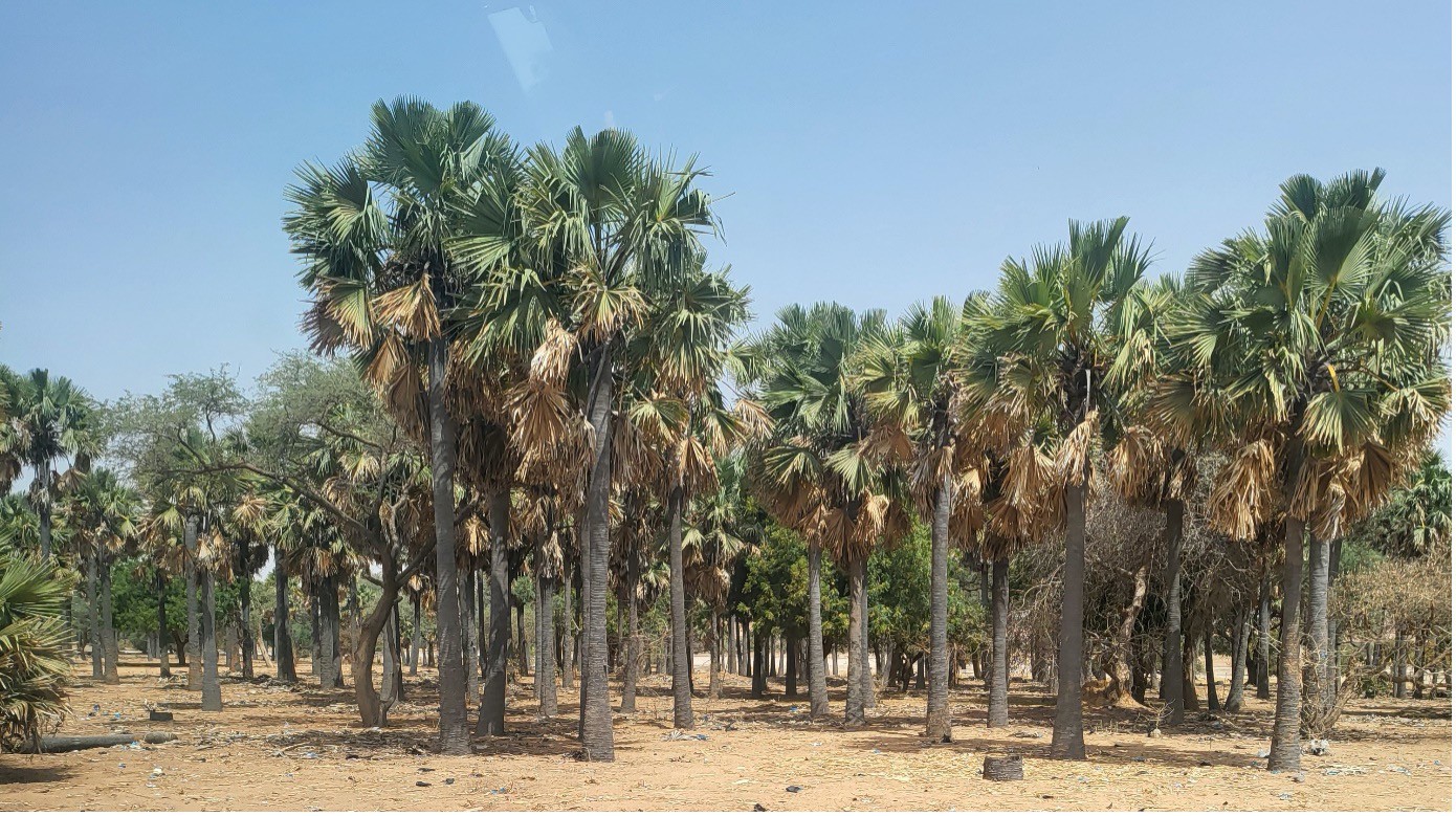 Plantation en bloc de palmiers rôniers autour de la mare de Dogon Doutchi (Photo - Dr Sani M.A.G.).jpg