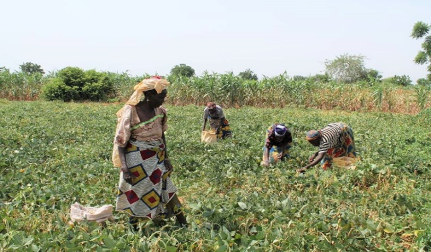 Récolte de Niébé (Région de Zinder, 2019)