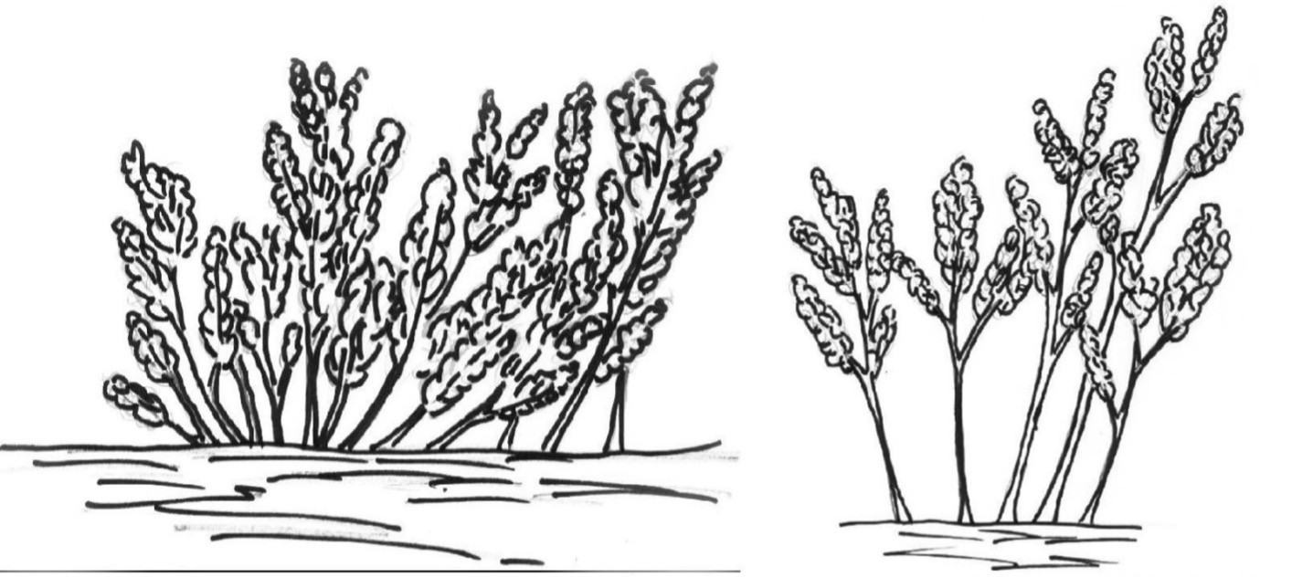 Technique de la RNA schématisée (source www.echotech.org).jpg