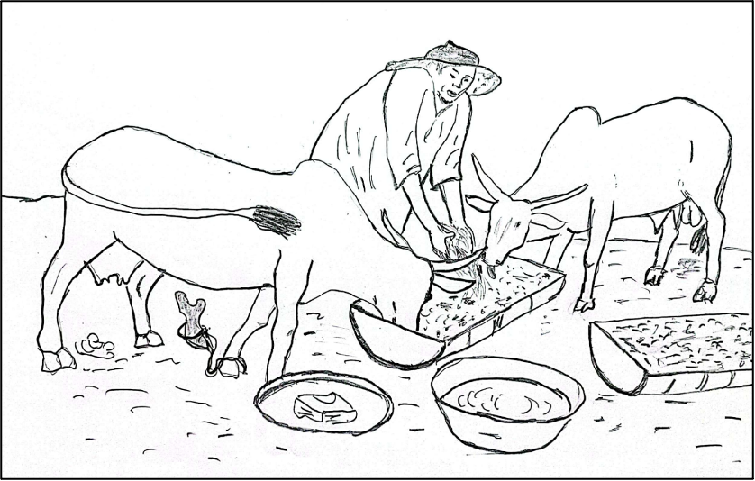 Distribution des aliments aux bovins en embouche