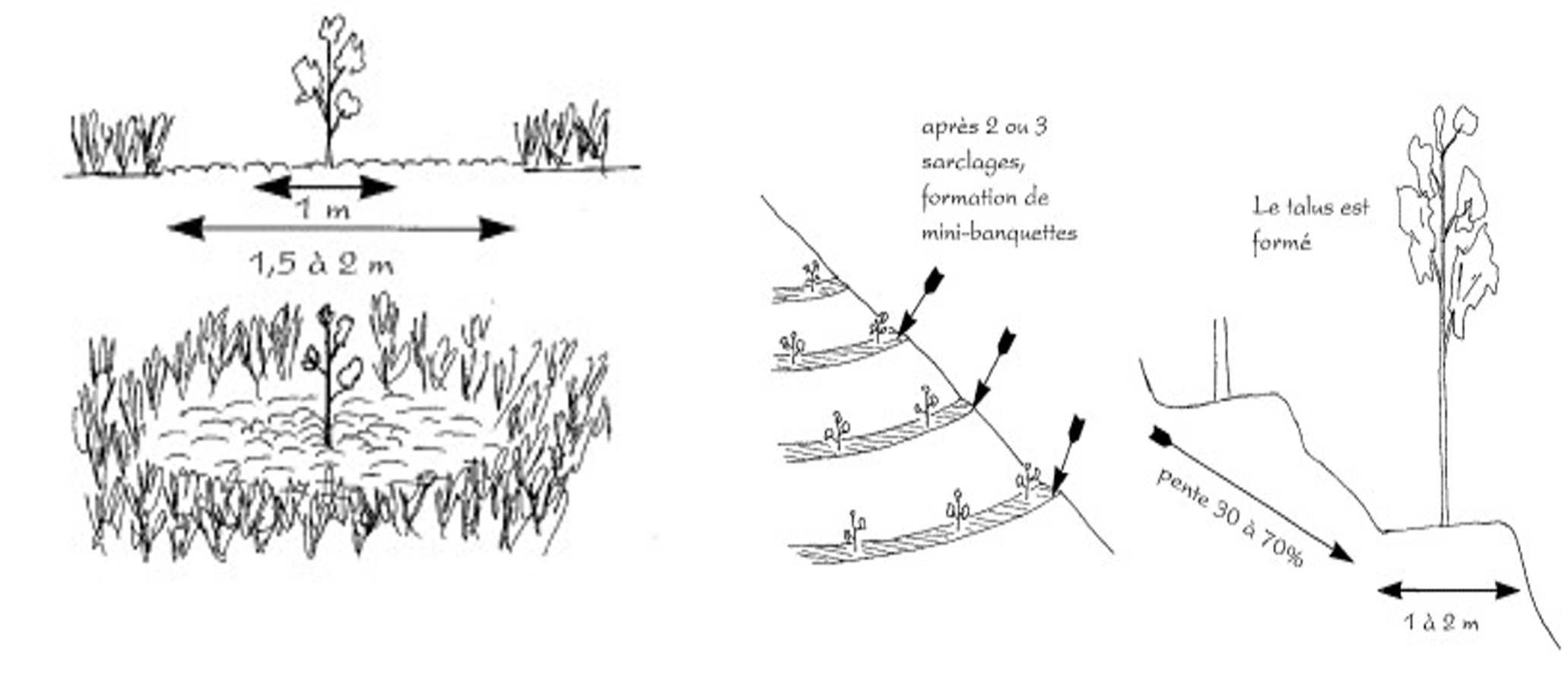 Sarclage en rond et en bandes (Besse F., 1990).png