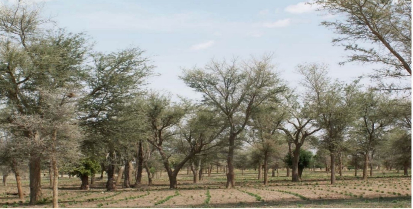 Régénération naturelle dans la région de zinder (Photo  Chris Reij. USAID).jpg