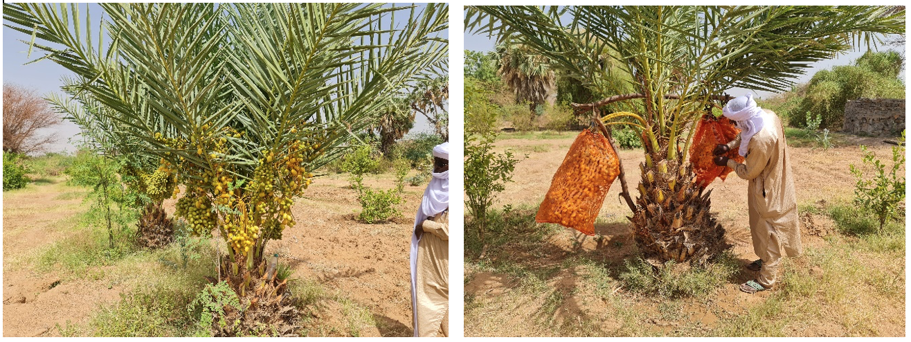 Jeunes plants productive de datte (gauche) et protection des fruits contre les attaques (droite) dans la vallée de Gofat – Agadez (Photo Dr Sani Mamadou).png