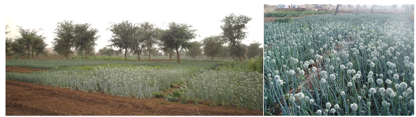Exploitations de production de semences d’oignon dans la région de Tahoua.png