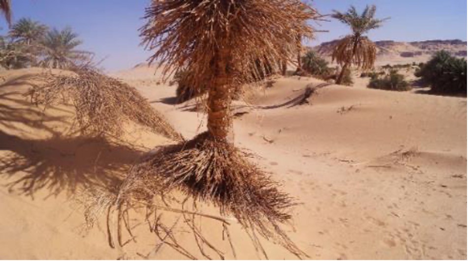 Ensablement de l’oasis de Siguidine (Tidjani A D).jpg