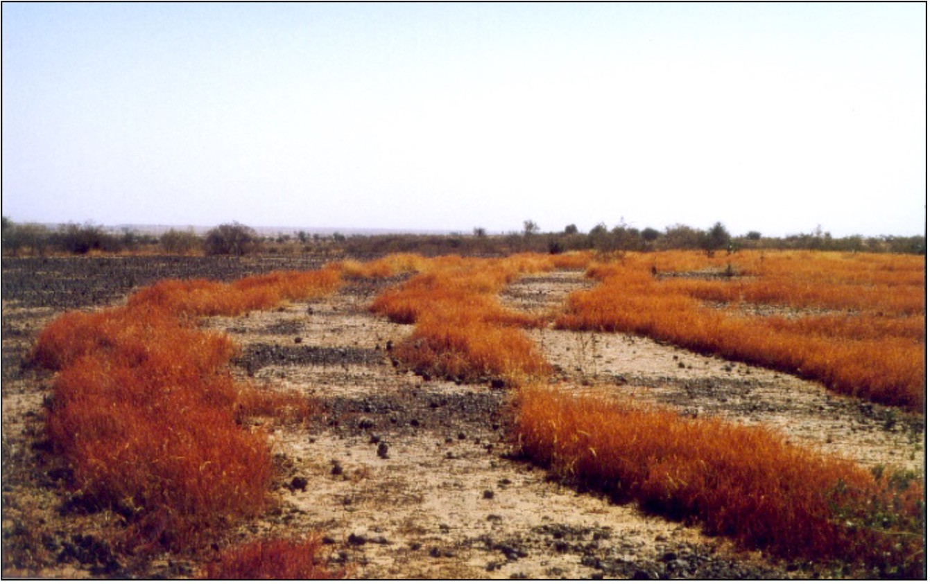 Développement des herbacées sur tranchée Nardi trois ans après réalisation à Boukanda (Photo - PASP:GTZ).jpg