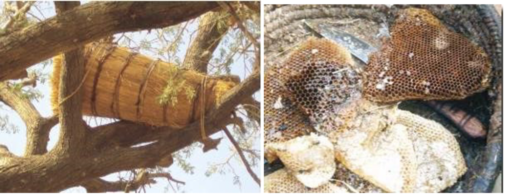 Matériel d'apiculture pour la production de miel naturel de qualité